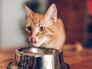 Gato Comendo Ração o Esquadrão Pet