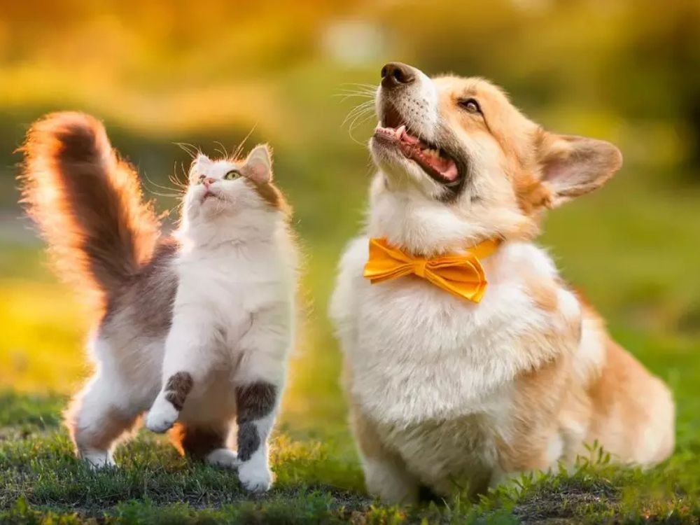 Dicas para Iniciantes com Pets no Esquadrão Pet