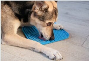 Cão usando lick mat no Esquadrão Pet.