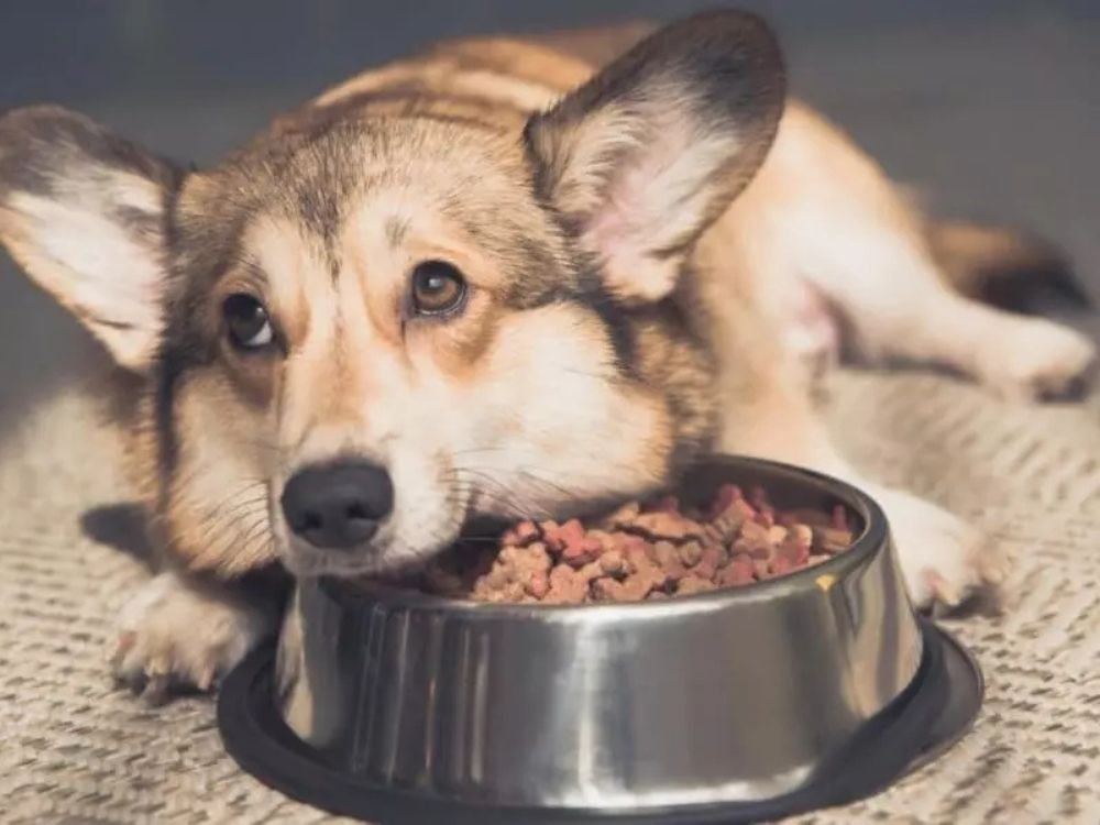 Cão sem apetite no Esquadrão Pet