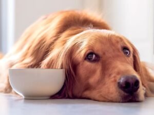 Cão com perda de apetite olhando para tigela no Esquadrão Pet