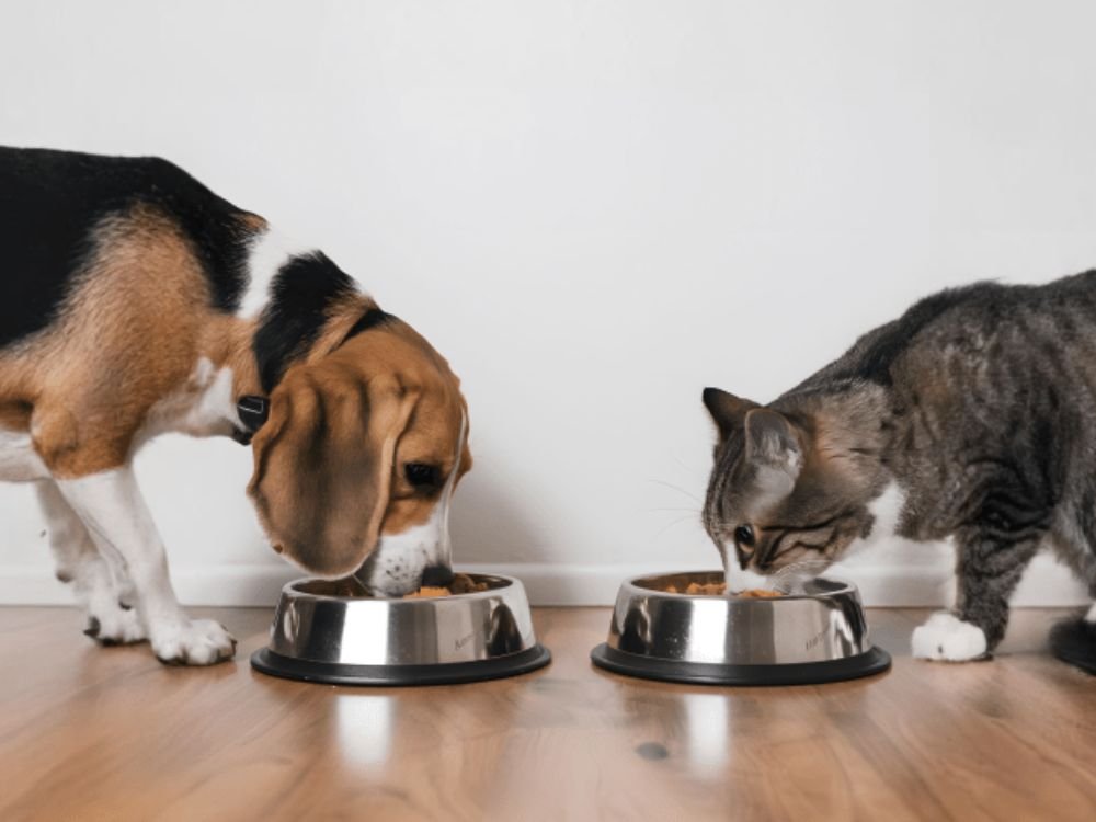 Alimentação saudável para pets no Esquadrão Pet