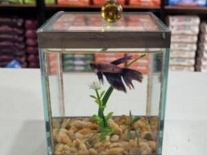 Peixe betta colorido nadando em aquário no Esquadrão Pet