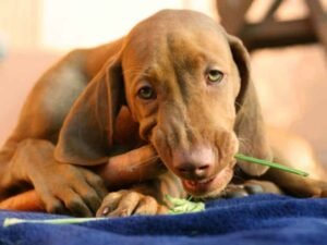 Cachorro comendo cenoura no Esquadrão Pet