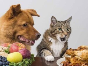 Cachorro e gato alimentação saudável no Esquadrão Pet