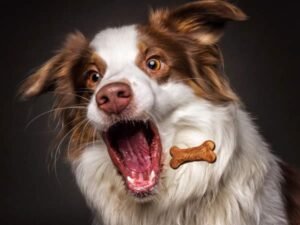 Cachorro comendo petiscos seguros no Esquadrão Pet