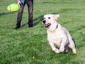 Cão brincando com a bola no Esquadrão Pet