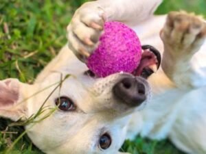 Cão brincando com bola para aliviar estresse no Esquadrão Pet