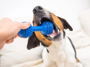 Cachorro brincando com mordedor no Esquadrão Pet