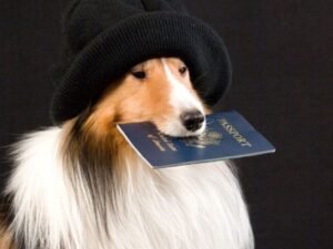 Cão segurando passaporte pet para viagem internacional no Esquadrão Pet