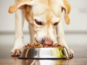 Cachorro comendo ração no Esquadrão Pet