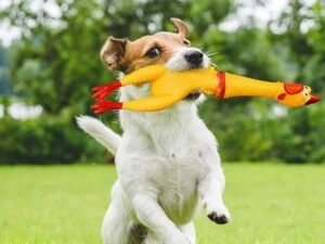 Cão correndo com brinquedo no Esquadrão Pet