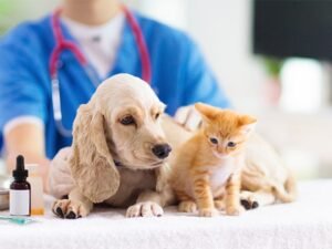 Tutor com pet no veterinário para tratar estresse no Esquadrão Pet