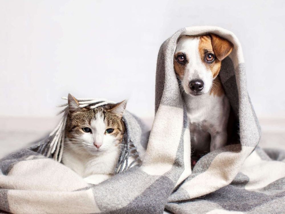 Cão e gato se protegendo do frio no Esquadrão Pet