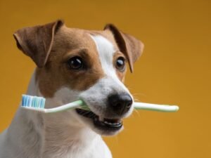 Cão escovando os centres no Esquadrão Pet