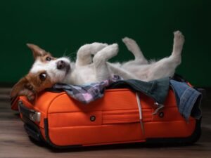 Mala de viagem pet com itens essenciais no Esquadrão Pet