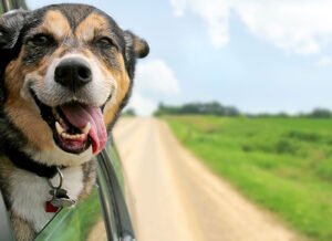 Cão olhando pela janela do carro durante viagem no Esquadrão Pet