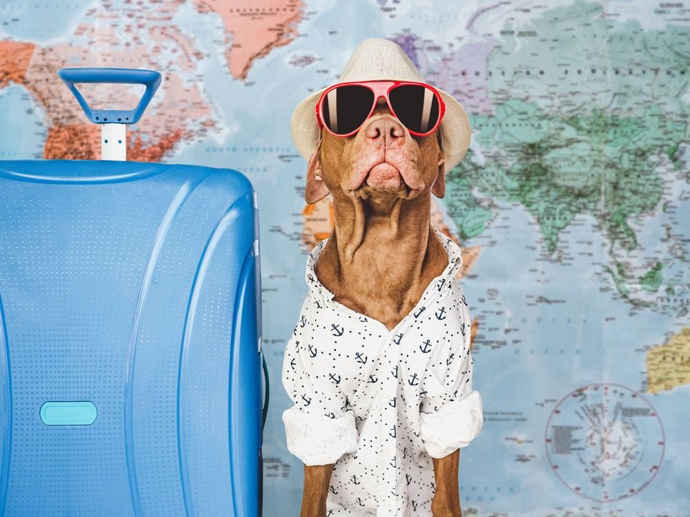 Cão preparado para viajar no Esquadrão Pet