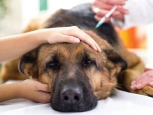 Cão com diabetes recebendo insulina com cuidado no Esquadrão Pet