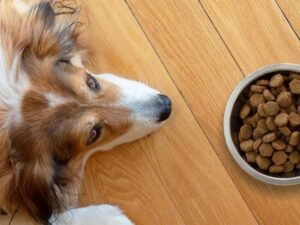 Cão com perda de apetite no Esquadrão Pet
