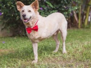 Cão com deficiência na pata brincando feliz no Esquadrão Pet