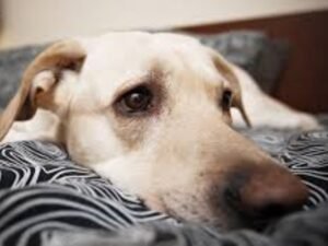 Cão com estresse no sofá no Esquadrão Pet