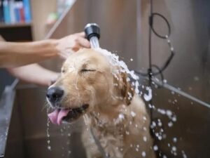 Cão tomando banho no Esquadrão Pet