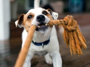 Cãozinho puxando corda mordedor no Esquadrão Pet
