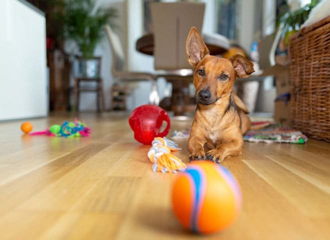 cão com brinquedos no Esquadrão Pet