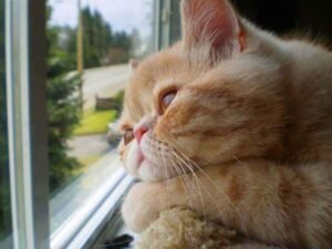 Gatinho triste na janela no Esquadrão Pet