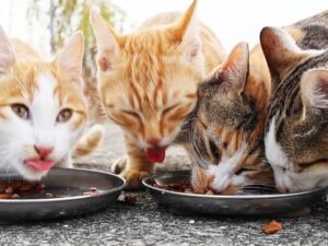 Gatinhos comendo ração no Esquadrão Pet