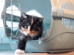 Gato na caixa de transporte para viagem no Esquadrão Pet