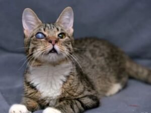 Gato cego de um olho no Esquadrão Pet