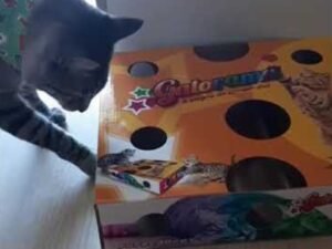 Gato com Gatorama no Esquadrão Pet