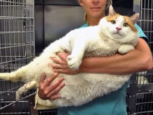 Gato com sobrepeso no Esquadrão Pet