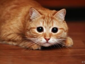 Gato com estresse mostrando olhar assustado no Esquadrão Pet