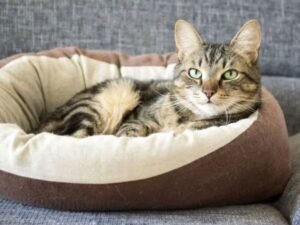 Gato dormindo em caminha no Esquadrão Pet