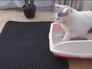 Gato usando tapete higiênico no Esquadrão Pet