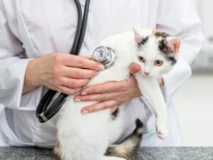 Gato no Veterinário no Esquadrão Pet