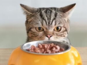 Gato com perda de apetite deitado ao lado da tigela no Esquadrão Pet