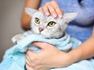 Gato sendo secado com toalha no Esquadrão Pet