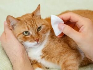 Limpando a orelha do gato no Esquadrão pet