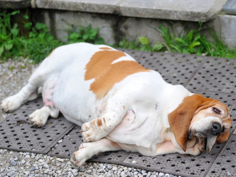 Obesidade em pets no Esquadrão Pet