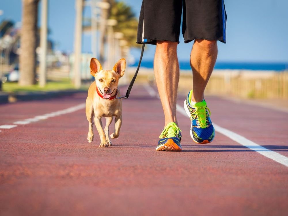 Pet fazendo exercício no Esquadrão Pet