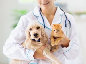 Pet no veterinário para tratar perda de apetite no Esquadrão Pet