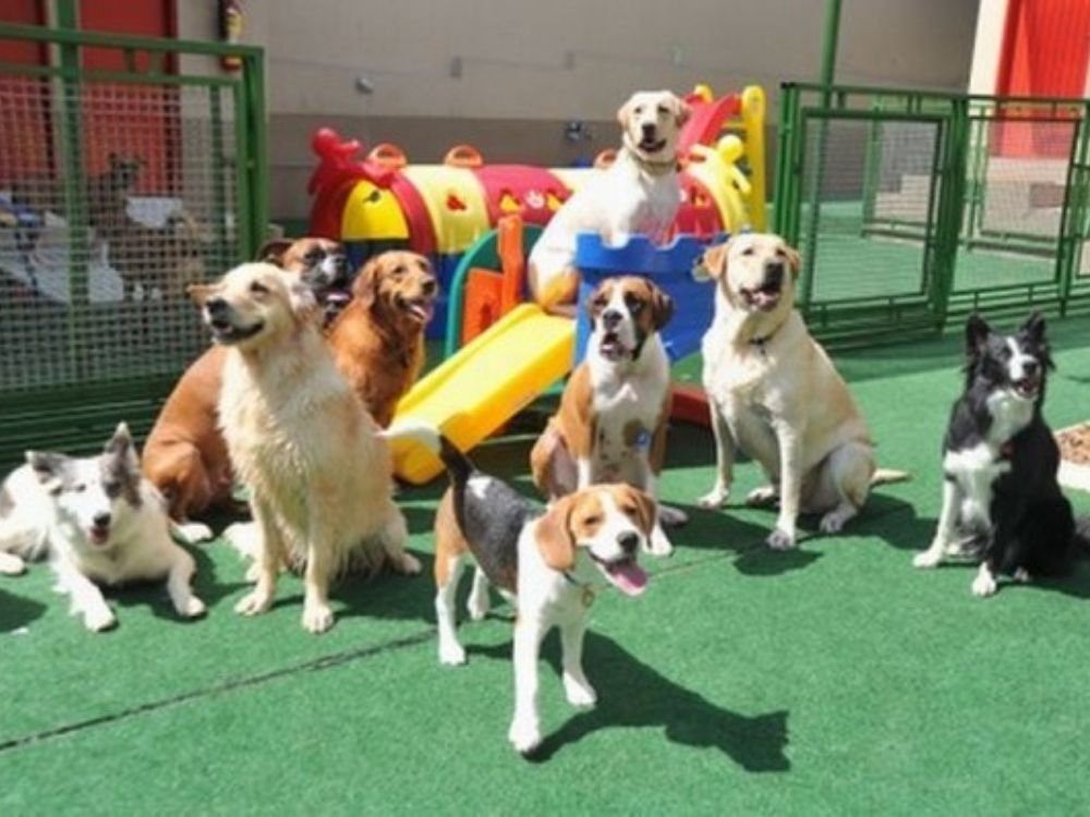Treinado cães no Esquadrão Pet