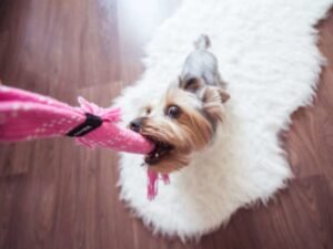 Tutor e pet brincando no Esquadrão Pet