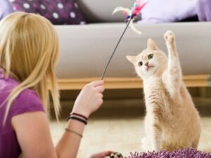 Varinha pra gato no Esquadrão Pet